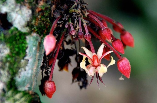 sciencesoup: The Battle to Save Chocolate To the ancient Aztecs and Mayans, chocolate was the food o