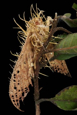 amarilloo:  sinobug:  A new moth species?