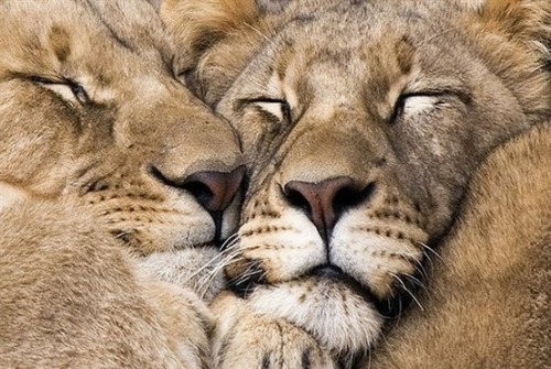 earthlynation:  cuddle buddies by source 