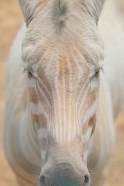 earthlynation:  white zebra source 