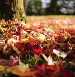 accras:  Pretty fallen leaves 