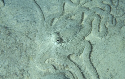 whatthefuckisthatthing: Meet my favorite creature of the sea, the mimic octopus! They weren’t 