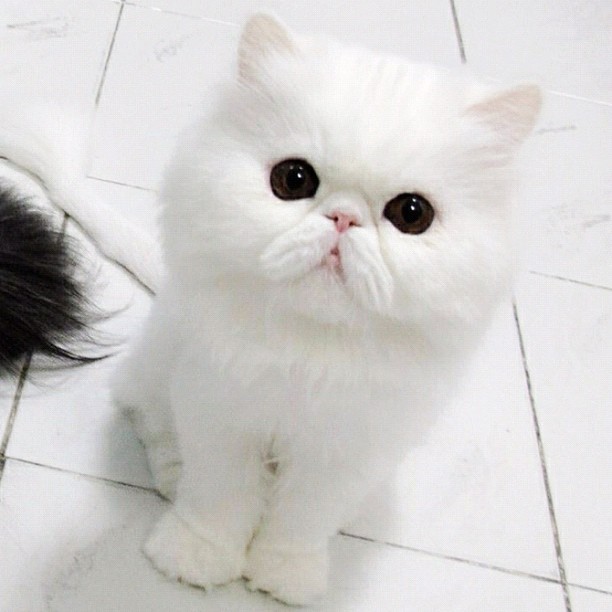 elinorsamuelsson:  Mawin Hope on Instagram I follow a Thai cat shelter called Mawin