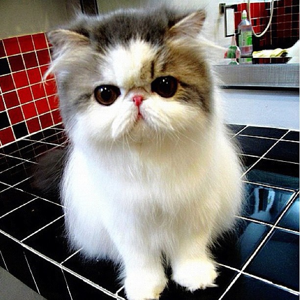 elinorsamuelsson:  Mawin Hope on Instagram I follow a Thai cat shelter called Mawin