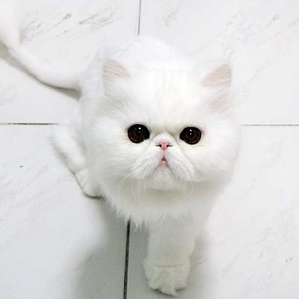elinorsamuelsson:  Mawin Hope on Instagram I follow a Thai cat shelter called Mawin