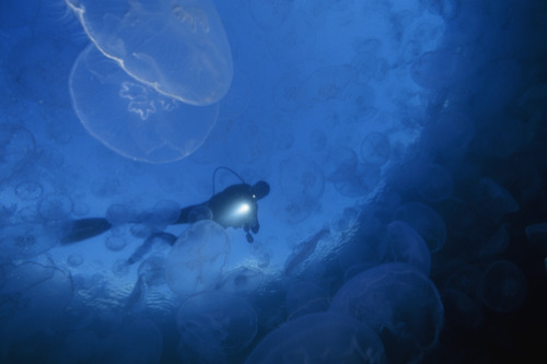 100leaguesunderthesea:  Moon jellyfish rise off the island of Gam. by David Doubilet