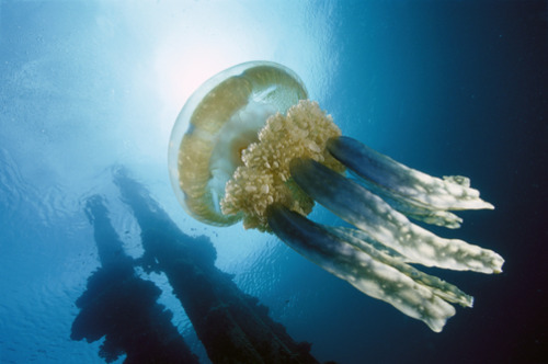 100leaguesunderthesea:  Papuan Jellyfish or Mangrove Jellyfish (Mastigias papua) 20 feet deep, Solom