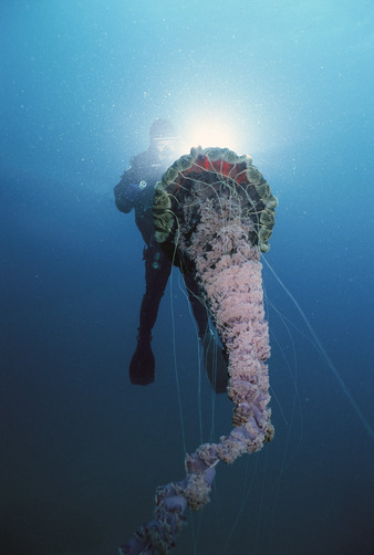 100leaguesunderthesea:  Giant Pelagic Jellyfish (Chrysaora melanaster) and scuba diver, southern Cal