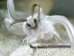 mensrightsactivist:  pen1sandp0ppers:  kawaiians:  harrypotterg33k:  kawaiians:  moth friends saying hello  I FUCKING HATE MOTHS THANKS A LOT.     moths really are disgusting. and they aren’t very intelligent. flying into bug zappers all the time.