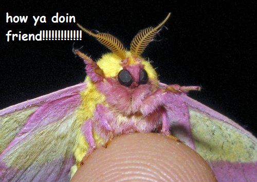 kawaiians:  harrypotterg33k:  kawaiians:  moth friends saying hello  I FUCKING HATE