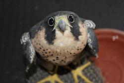 avianawareness:  crazycritterlife:  Falcon