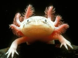 lets-avenge: PLEASE, HELP!!  This beautiful animal it’s a Ambystoma mexicanum, also known as the Mexican axolotl. The species originates from numerous lakes, such as Lake Xochimilco underlying Mexico City. Axolotls are used extensively in scientific