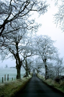 birdasaurus:  Scotland 