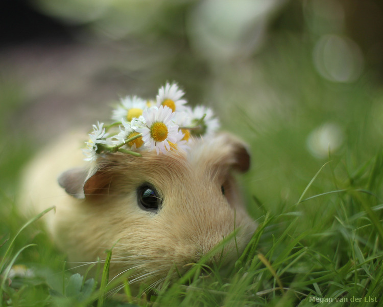 moodswingz:  animals-animals-animals:  Guinea Pig (by Megan)  I had 16 Guinea pigs