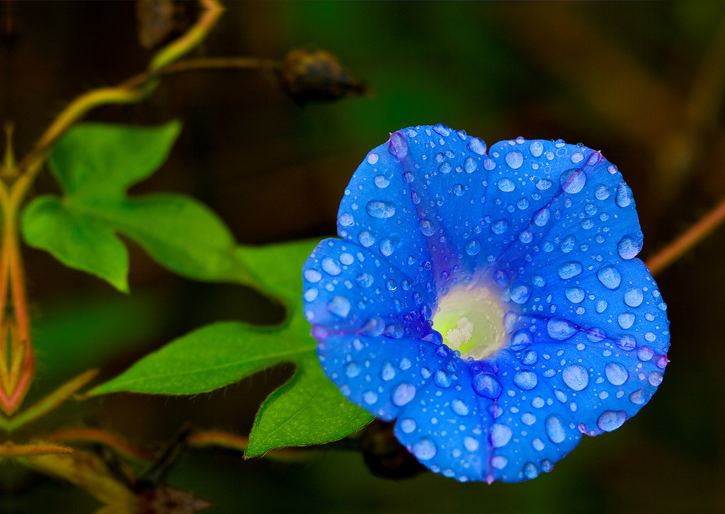 Even a Dreary Morning Can Be a Glorious Morning! By Uncle Phooey   Jerry E Shelton