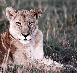 funkysafari:  Serengeti Lion ;) by peo pea