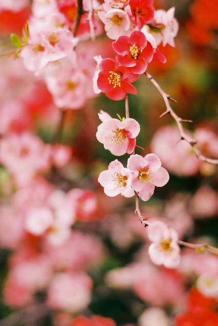 From among the peach-trees
Blooming everywhere,
The first cherry blossoms.
Basho