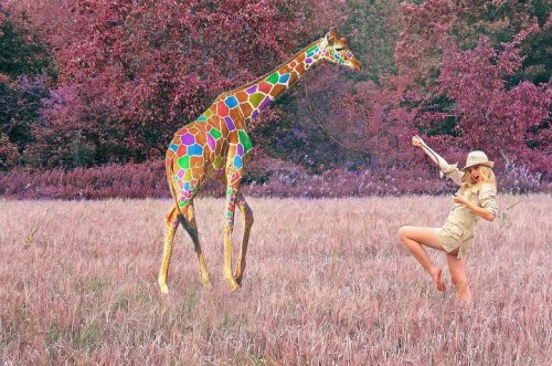 giraffe