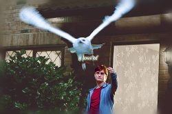 remusjohnslupin:  “The loss of Hedwig represented a loss of innocence and security. She has been almost like a cuddly toy to Harry at times. Voldemort killing her marked the end of childhood.” 