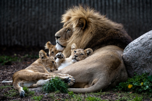 Daddy Daycare (via 500px / Photo &ldquo;Me and my Kids &rdquo; by Peter Hausner Hansen)