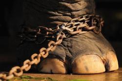 conciencia-animal:  Los circos son esclavitud