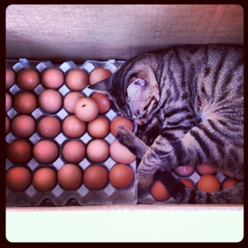Kitty Keeps Eggs Warm. Thx Kitty. (by tangkit)