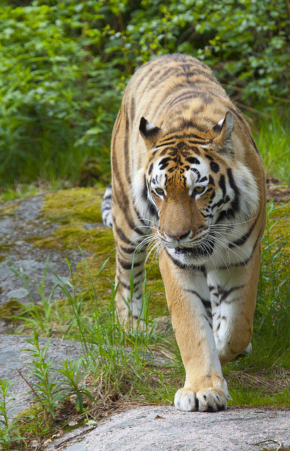 tigersandcompany:  Amur tiger (by bsalbom)