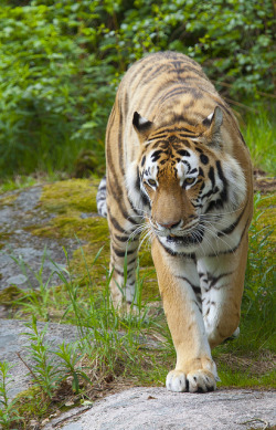 Tigersandcompany:  Amur Tiger (By Bsalbom)