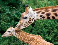 iainyork:  mother and baby giraffe,                      