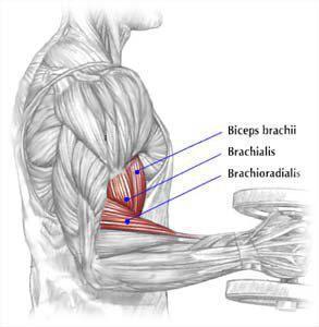 Strength Training Anatomy - 3rd Edition from Frederic Delavie