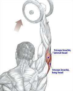Strength Training Anatomy - 3rd Edition from Frederic Delavie