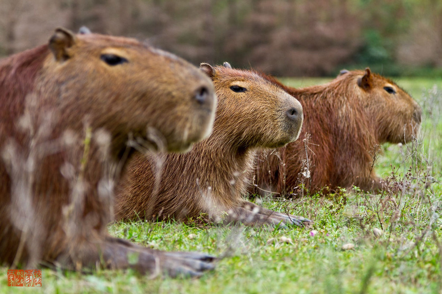 animals-animals-animals:  Capybaras (by Daniel Fox)