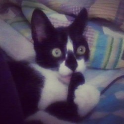 Bu #instago #like #l4l #like4like #cat #my #love   (Publicado com o Instagram)