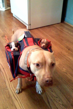 brady-scott:  comes with sub-woofers 