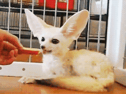 rraaaarrl:  Nom nom nom [x] 