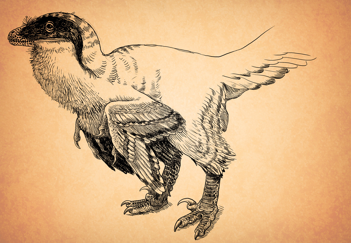 Four layers of Deinonychus – Emily Willoughby Art