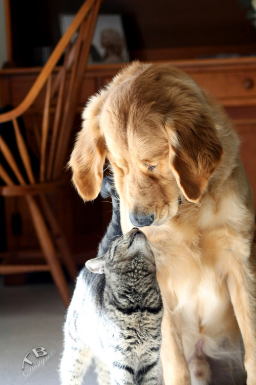 Best Friends by Under the Stars Photography