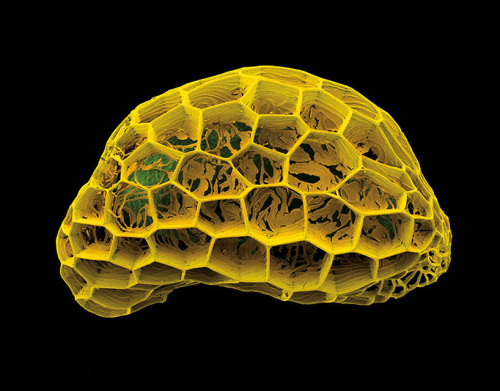 exhibition-ism: Microscopic photographs of nature from Rob Kessler 