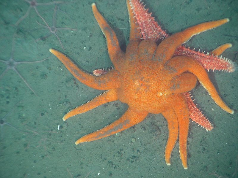 rhamphotheca:  Morning Sun Star (Solaster dawsoni), family Solasteridae It is found