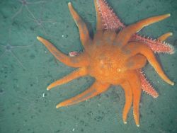 rhamphotheca:  Morning Sun Star (Solaster dawsoni), family Solasteridae It is found in the northern Pacific Ocean at depths down to about 420 m (1,380 ft). The morning sun star has a wide disc and eight to thirteen (usually eleven or twelve) long tapering