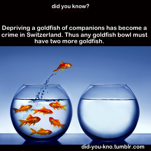 frukingspamano:  she-wants-the-doitsu:  cyntharia:  did-you-kno:  Source    OH MY GOD EVERYTHING SUD