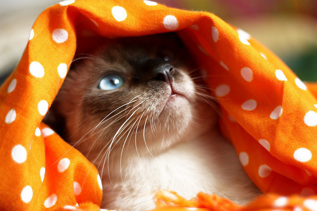 Happy Meowlidays