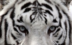 theanimalblog:  Khan, a 2-year-old male Bengali white tiger, is seen inside a cage at the Royev Ruchey zoo in Russia’s Siberian city of Krasnoyarsk.  Picture: REUTERS/Ilya Naymushin