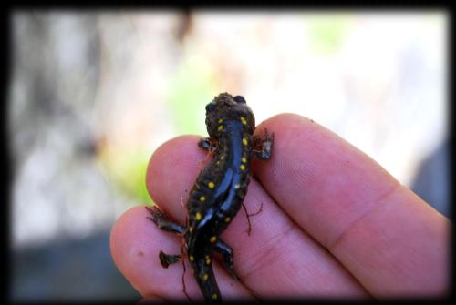 Spotted Salamander, Norwich, CT