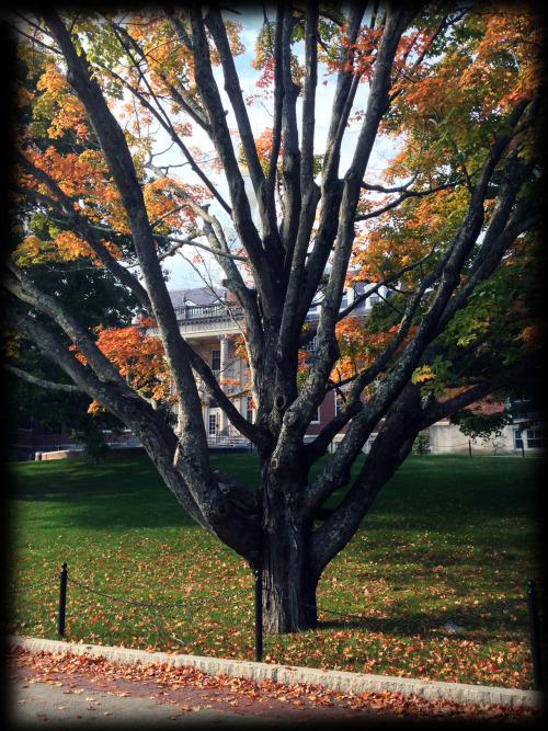 Autumn, university of Connecticut, Wilbur Cross, CT