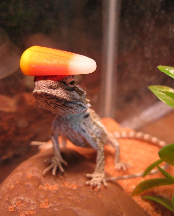 onehugetampon:  wesker is so talented he can balance a candy corn kernel on his head
