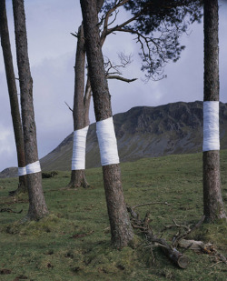 Showslow:  Zander Olsen, Tree,Line. This Is An Ongoing Series Of Constructed Photographs