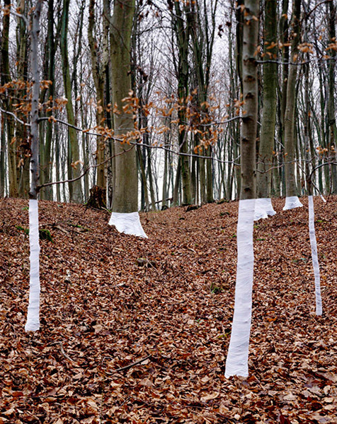 showslow:  Zander Olsen, Tree,Line.  This is an ongoing series of constructed photographs