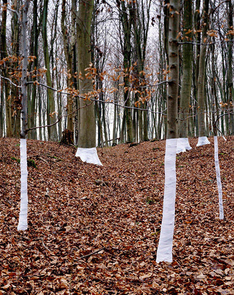 showslow:  Zander Olsen, Tree,Line. This is an ongoing series of constructed photographs