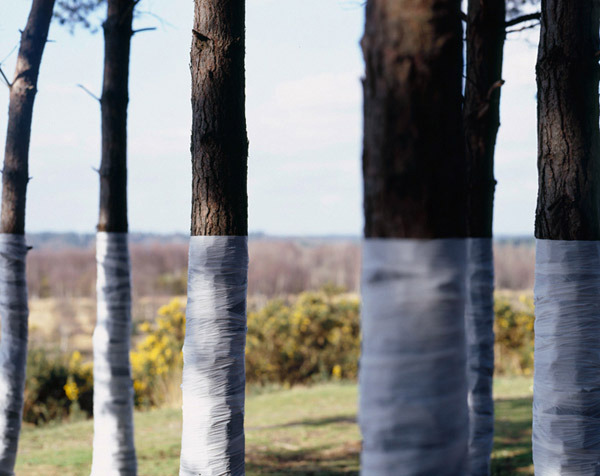 showslow:  Zander Olsen, Tree,Line. This is an ongoing series of constructed photographs